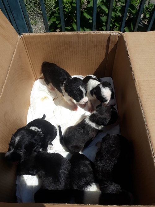 მეტისი ასურეთი