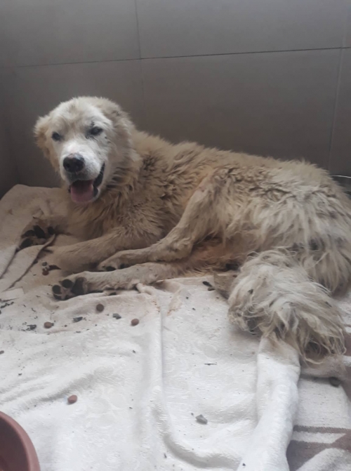 ქართული ქოფაკი თელავი