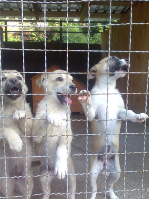 * გაჩუქებულები ლეკვები