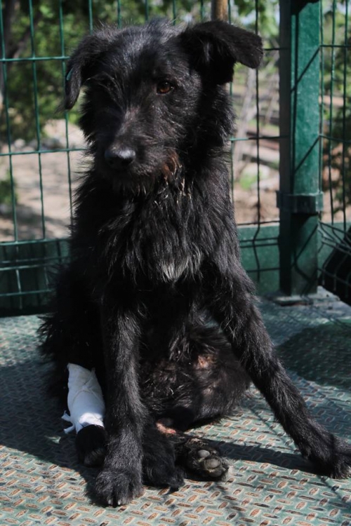 ბალონკა უსახელო