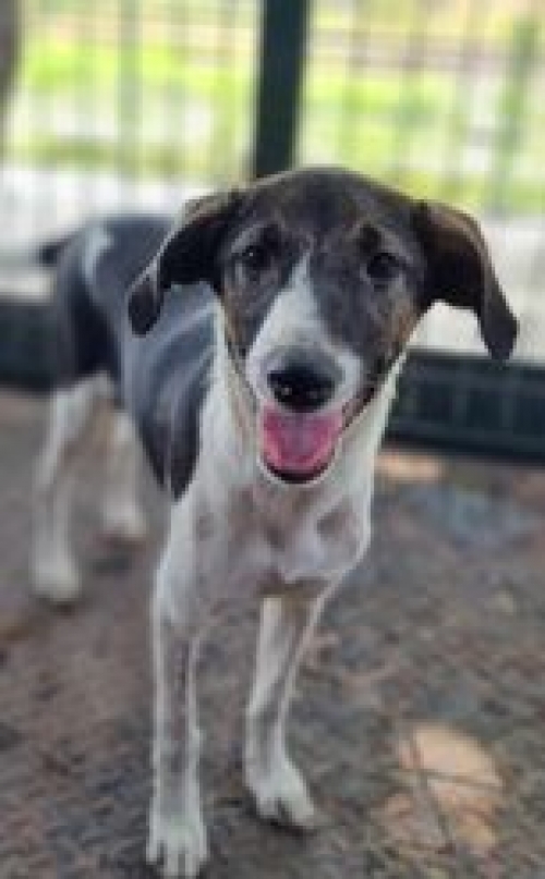 მეტისი უსახელო