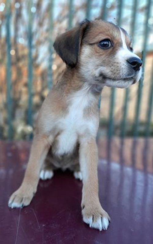 მეტისი დელისის მეტრო