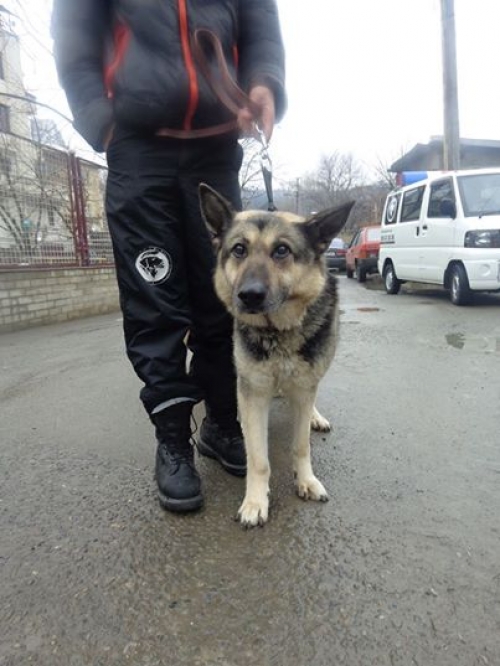 აღმოსავლეთ ევროპული ნაგაზი ლულუ