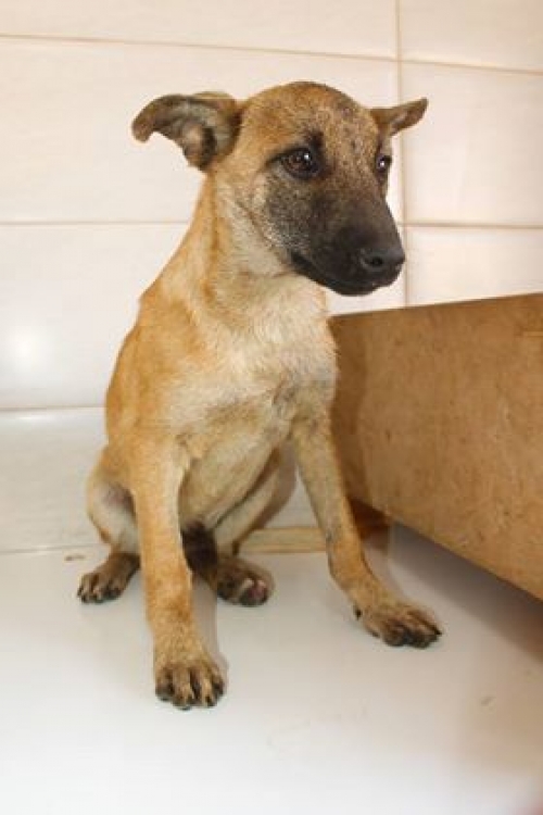 მეტისი უსახელო