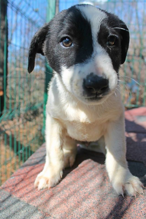 მეტისი უსახელო