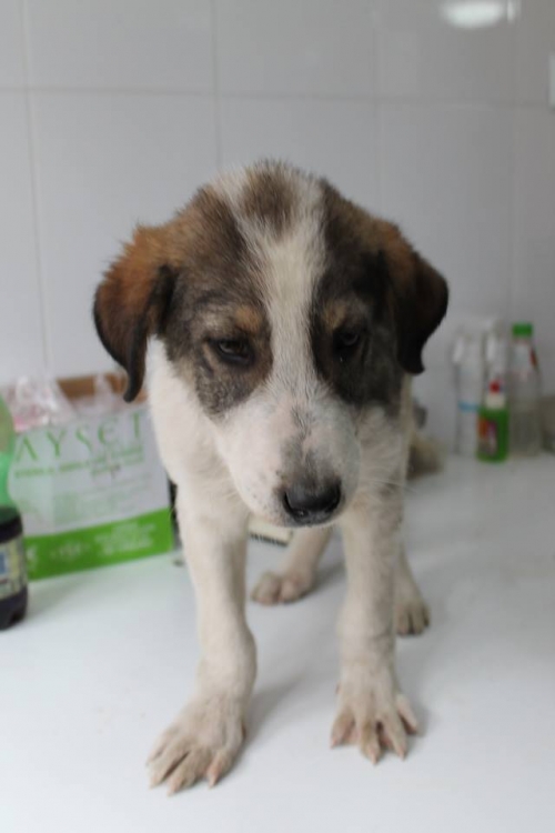 მეტისი უსახელო