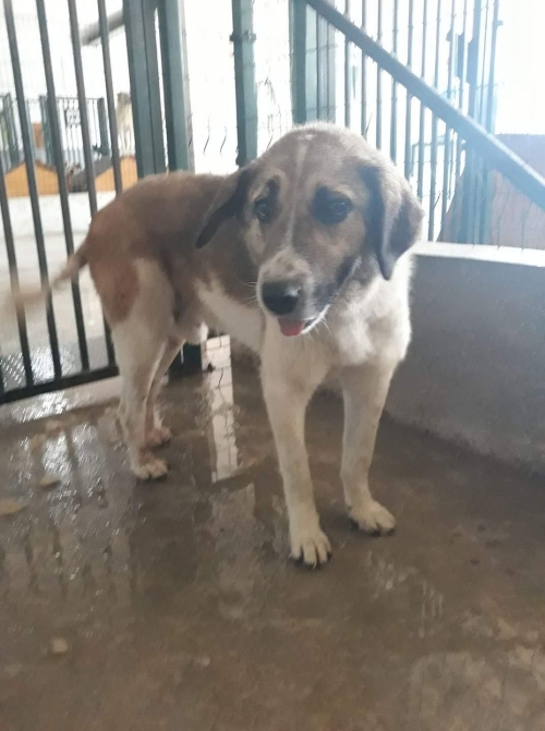 მეტისი ცუგო სოფ. გამარჯვება