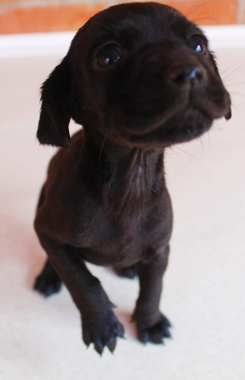 მეტისი უსახელო