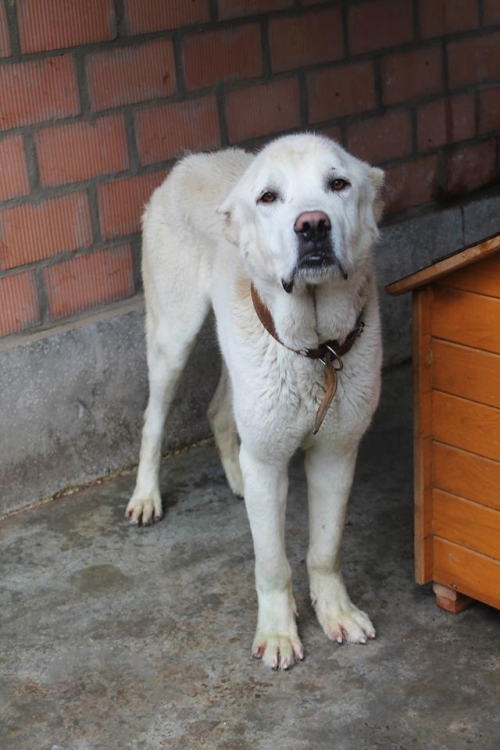 ქართული ნაგაზი უსახელო