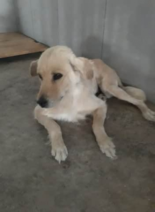 მეტისი ბელკა