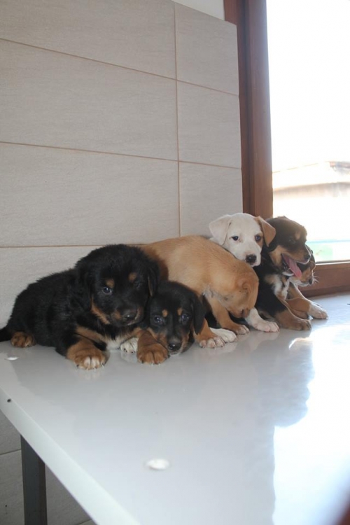 მეტისის ლეკვები უსახელო