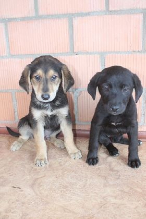 მეტისი უსახელო