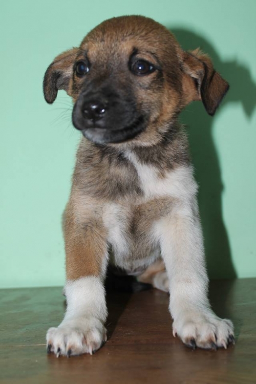 მეტისი უსახელო