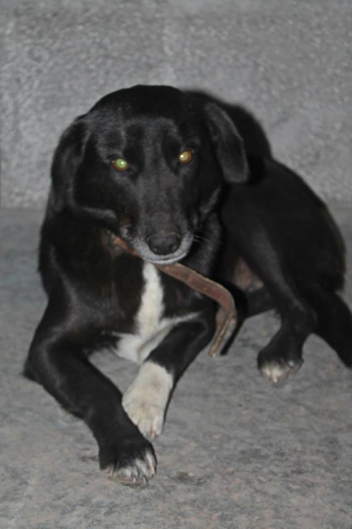 მეტისი უსახელო