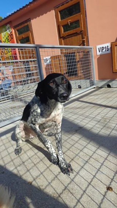 კურცხაარი ლედი