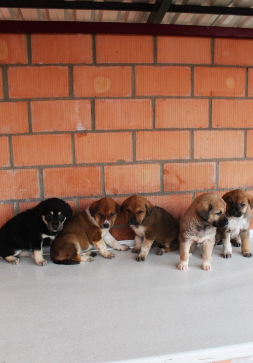 ქართული ქოფაკი უსახელო