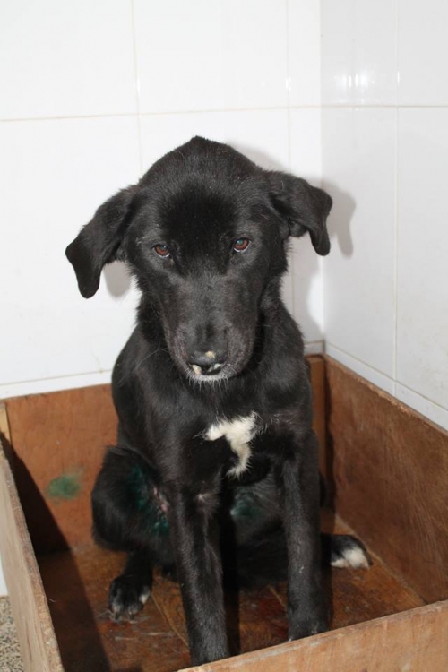 მეტისი ჯენი