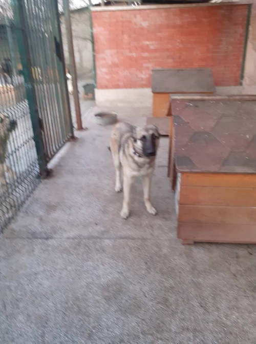 მეტისი უსახელო