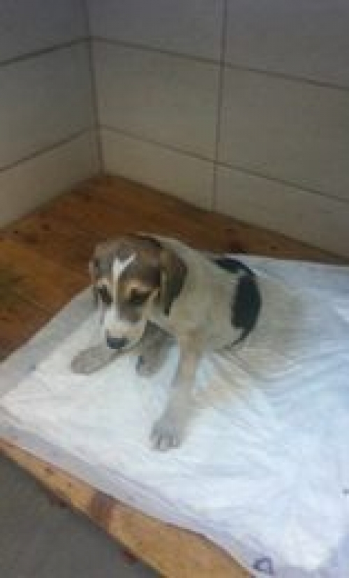 მეტისი დუშეთი