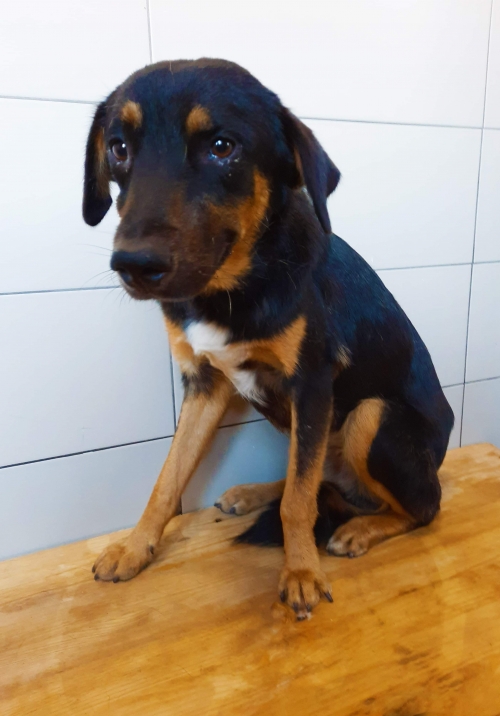 მეტისი ჯერი