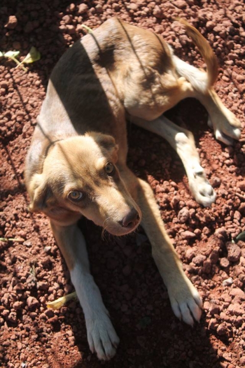 მეტისი უსახელო