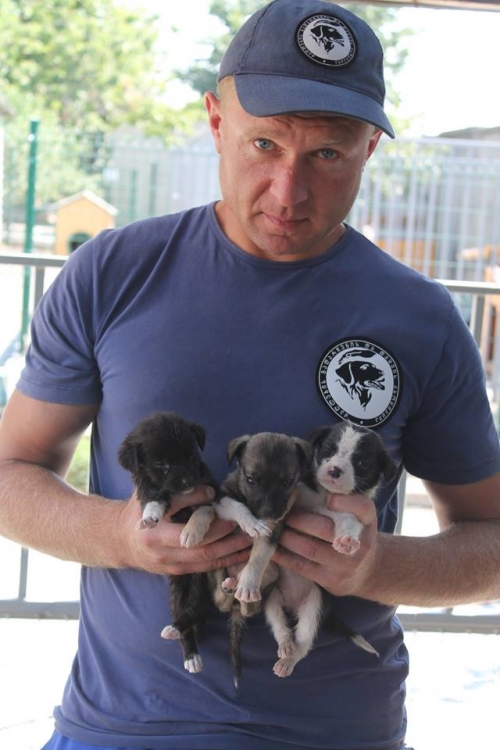 მეტისის ლეკვები უსახელო