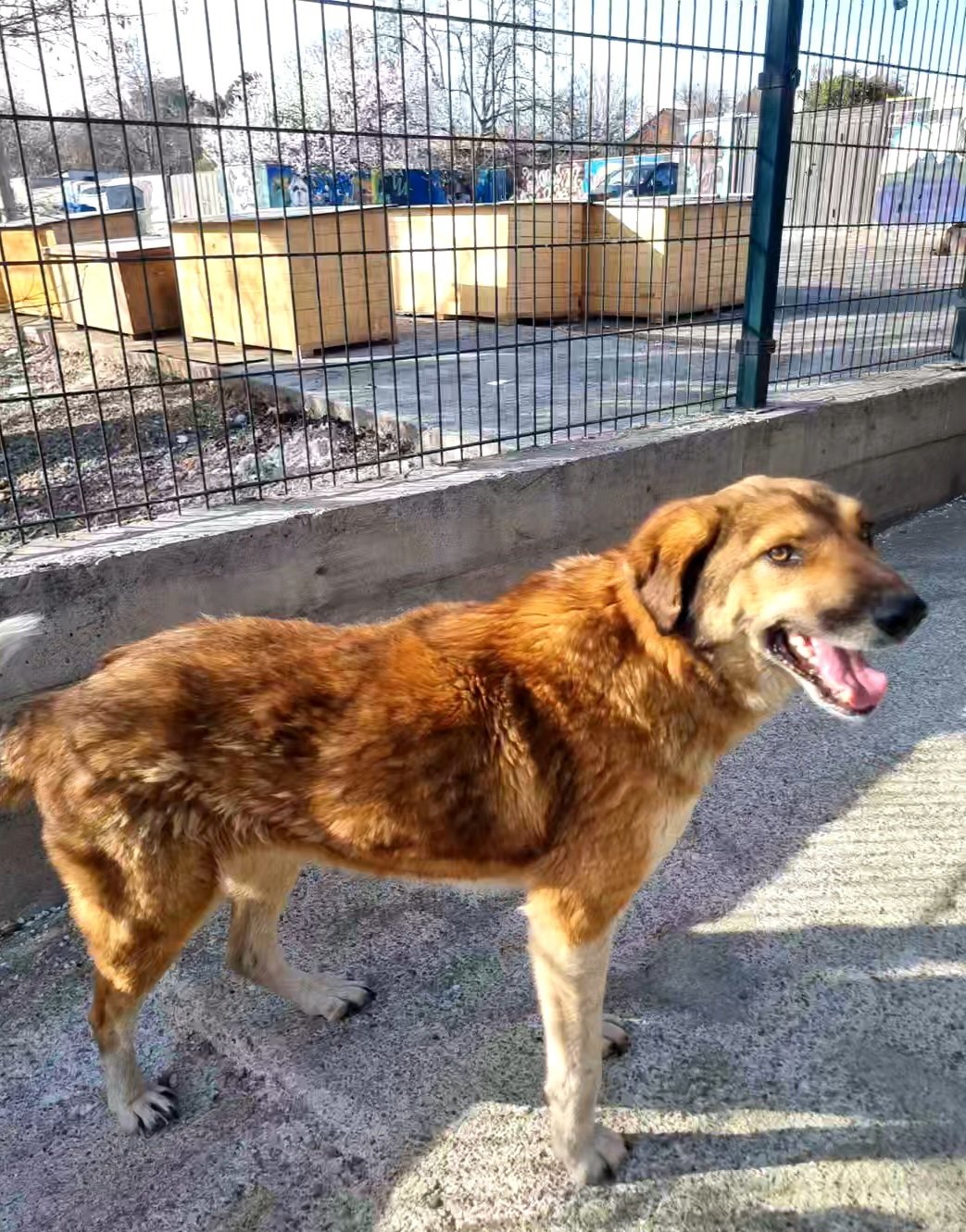 მეტისი. გორის თავშესაფარი