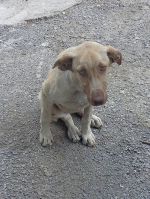 მეტისი უსახელო