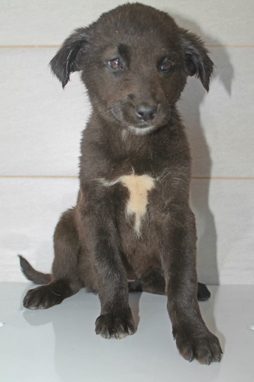 მეტისი უსახელო