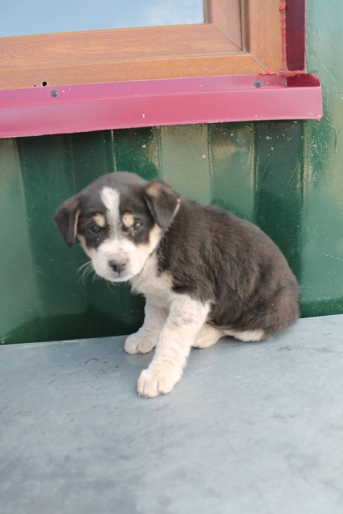 მეტისი უსახელო