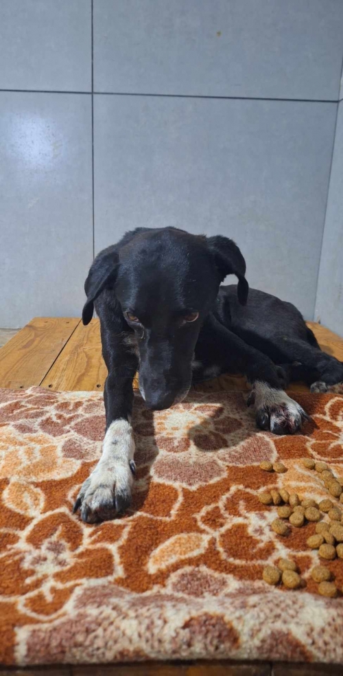 მეტისი სოფელი ხაშმი