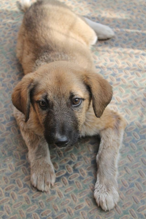 ქართული ქოფაკი უსახელო