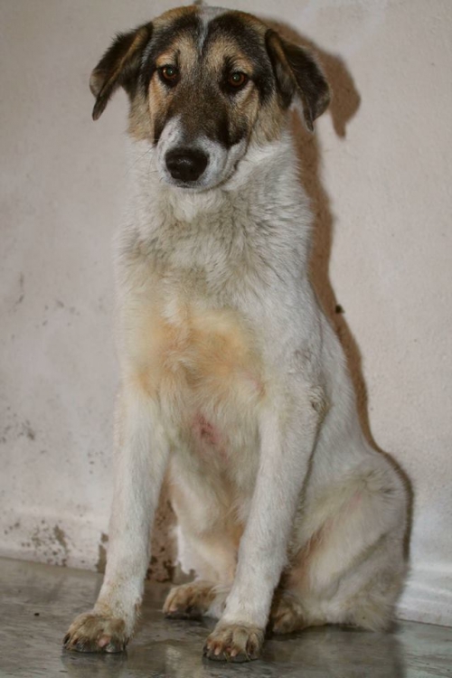 მეტისი უსახელო