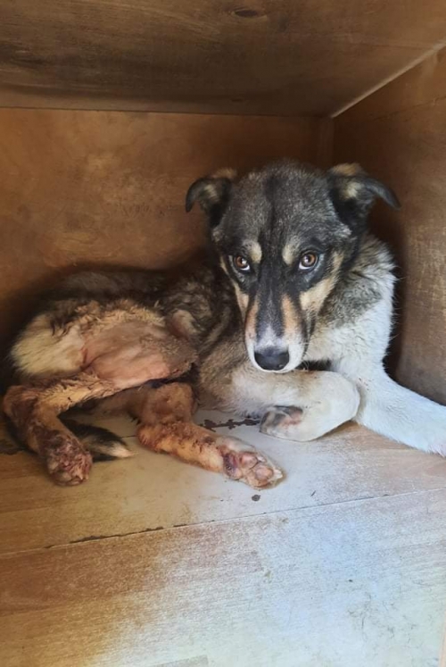 მეტისი დუშეთის რაიონი