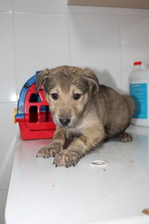 მეტისი უსახელო