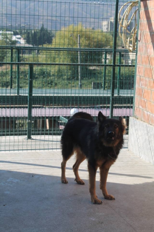 გერმანული ნაგაზი უსახელო