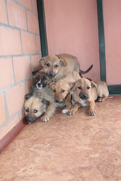 მეტისის ლეკვები უსახელო