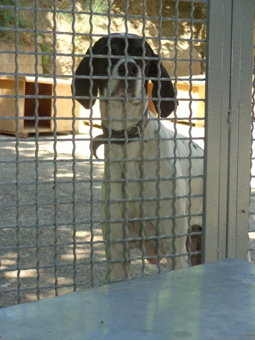 პოინტერი უცნობი