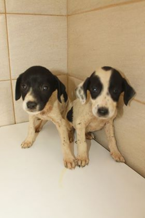 მეტისი უსახელო