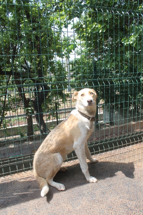 ლაიკის მეტისი უსახელო