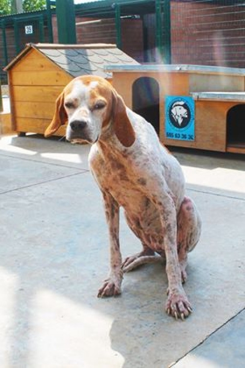 პოინტერი უსახელო