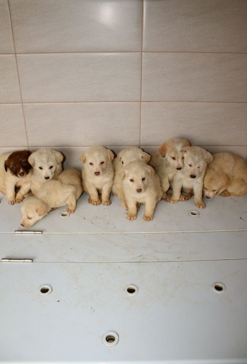 ალაბაის მეტისი უსახელო