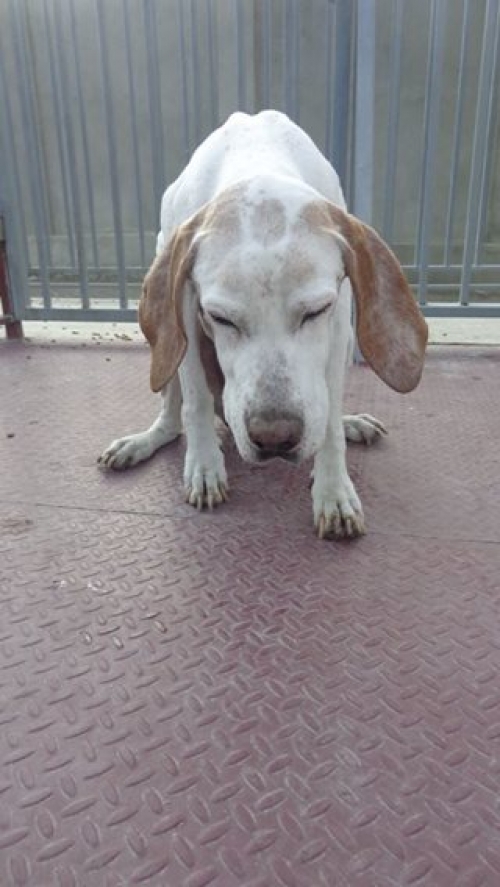 პოინტერი ბიბი