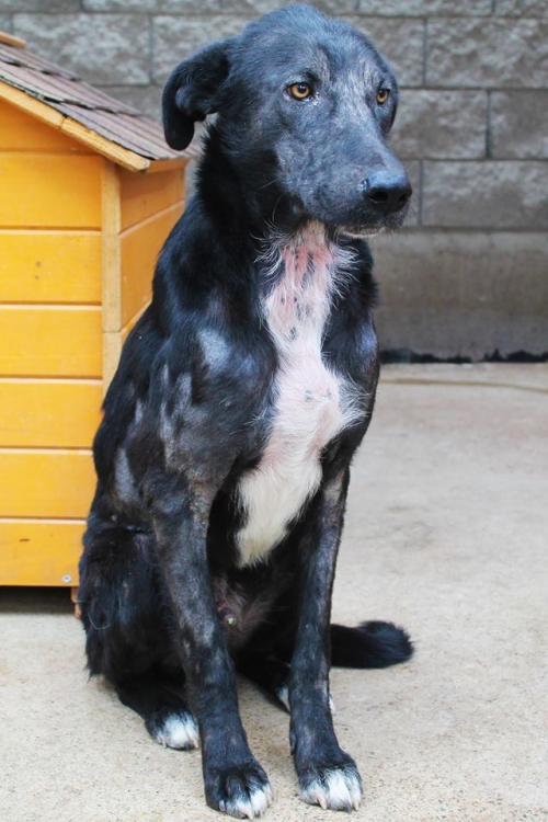 მეტისი უსახელო