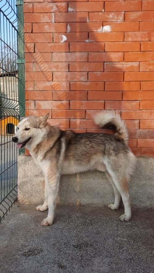 ლაიკა უსახელო