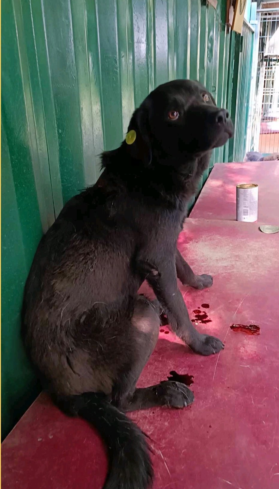 მეტისი. გორის თავშესაფრიდან