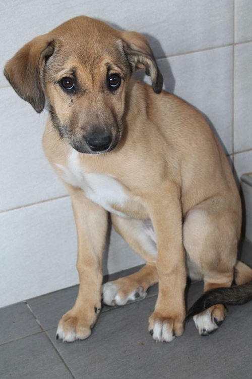 მეტისი ბონი