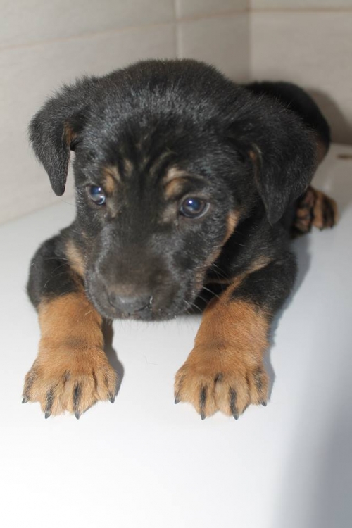 მეტისი უსახელო