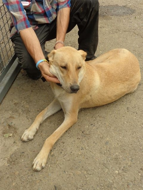 ქართული ქოფაკი ტასიკო