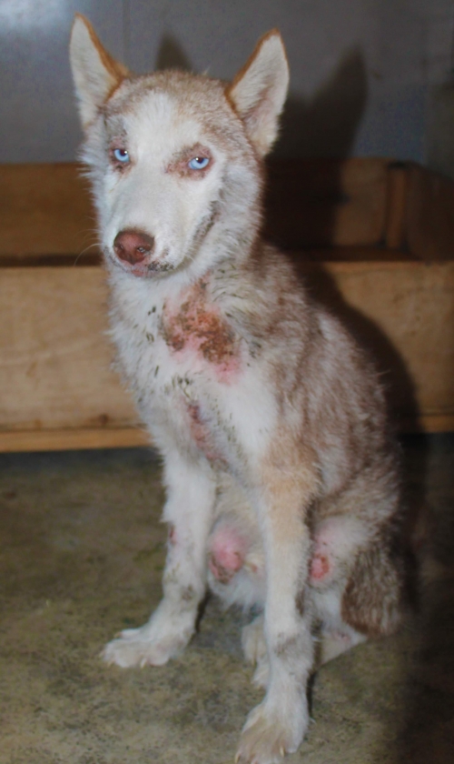 ლაიკა უსახელო